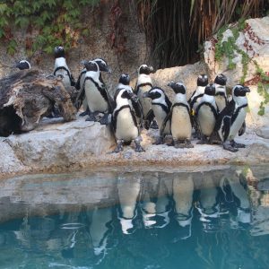 Zoo Pistoia