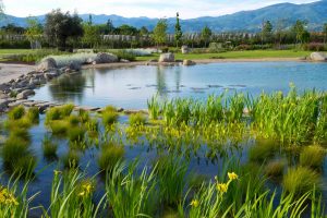 Bio-Lago Nursery Campus